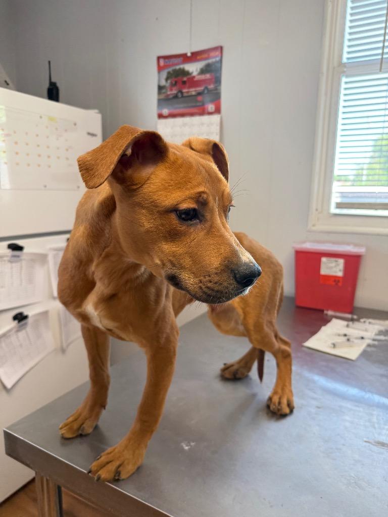 Gouda, Adoptable, Puppy Male Staffordshire Bull Terrier & Catahoula Leopard Dog.