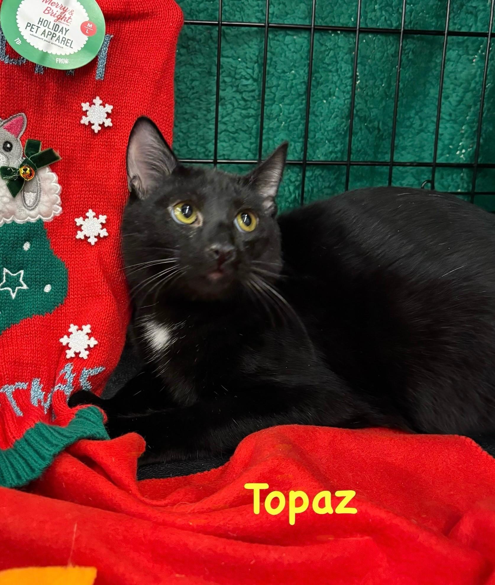 Topaz, a Adoptable mixed breed in Euclid, OH image 1/4