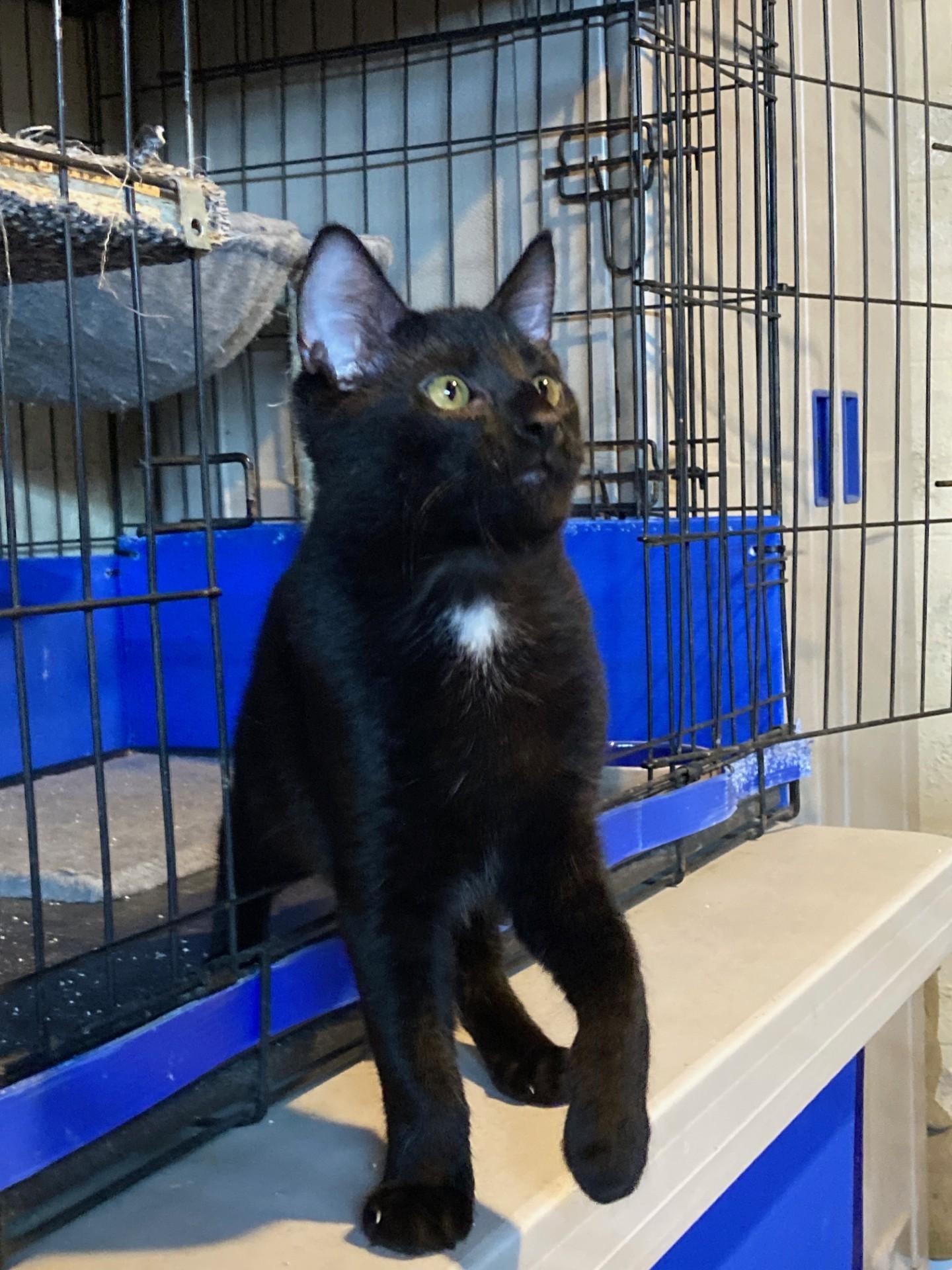 Topaz, a Adoptable mixed breed in Euclid, OH image 4/4