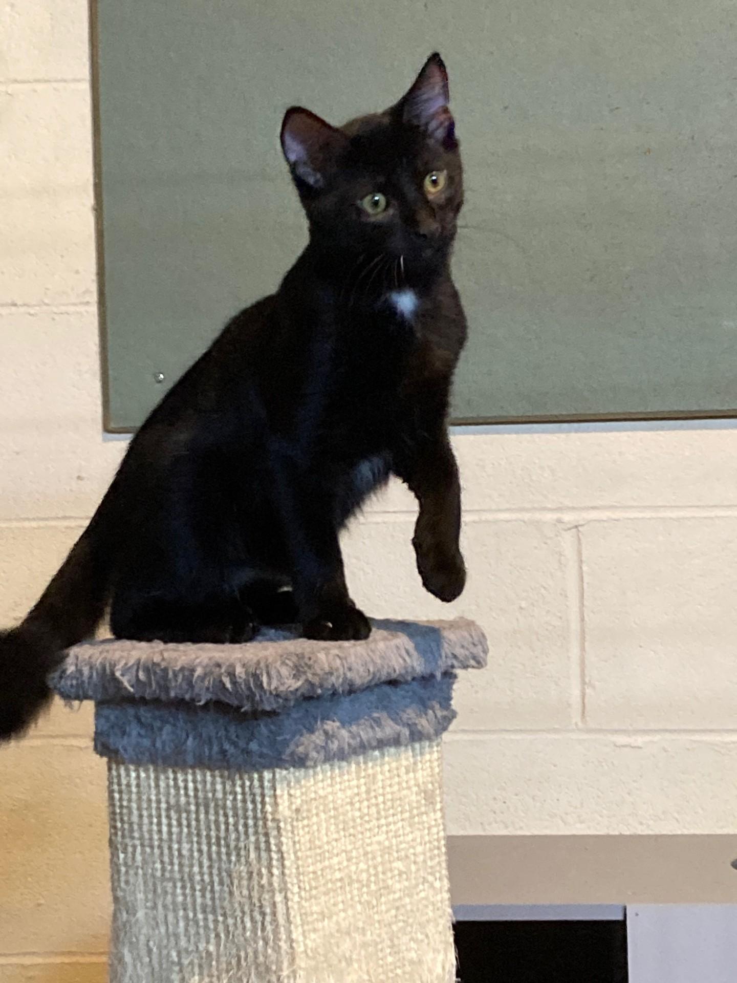 Topaz, a Adoptable mixed breed in Euclid, OH image 3/4