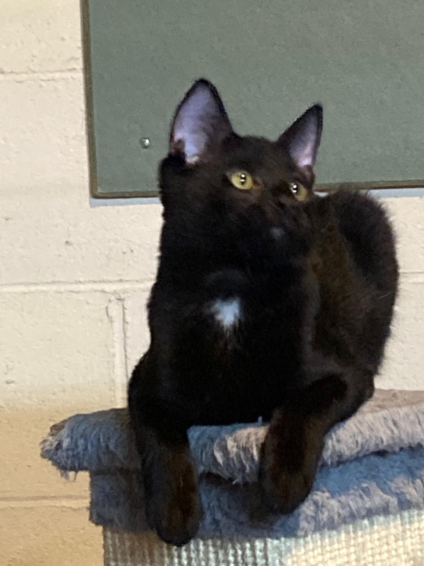 Topaz, a Adoptable mixed breed in Euclid, OH image 2/4