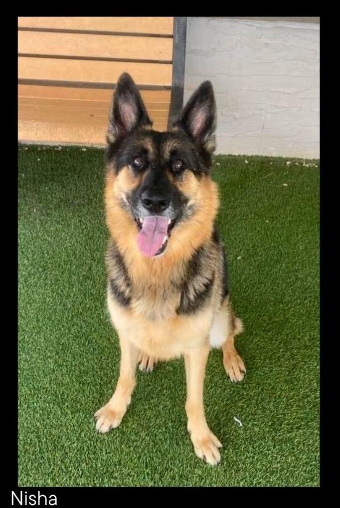 Enlarge Nisha, a Adoptable German Shepherd Dog in Chino Valley, AZ image 1/1