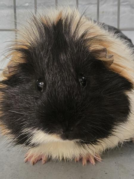 Enlarge Poncho, a Adoptable mixed breed in Millersville, MD image 1/1