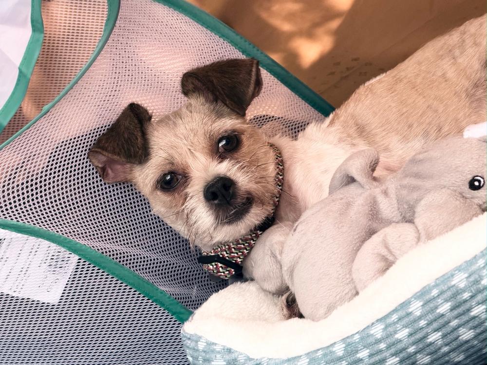 Helen, Adoptable, Young Female Terrier.
