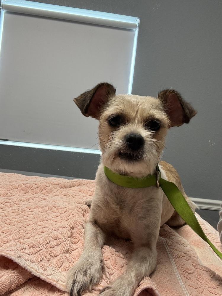 Helen, a Adoptable mixed breed in Orlando, FL image 2/6