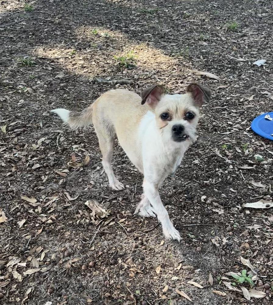 Helen, a Adoptable mixed breed in Orlando, FL image 3/6