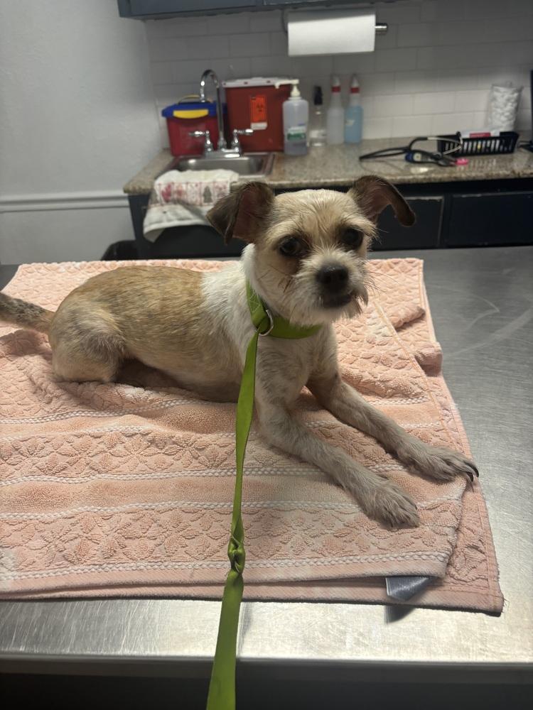 Helen, a Adoptable mixed breed in Orlando, FL image 4/6