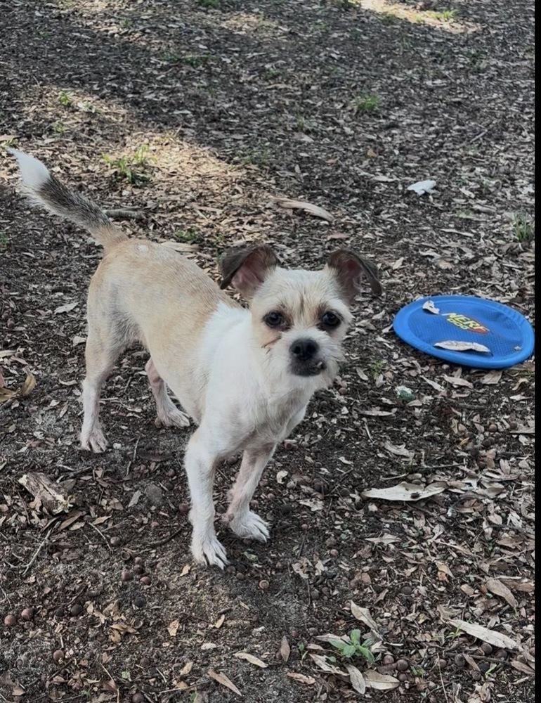Helen, a Adoptable mixed breed in Orlando, FL image 5/6