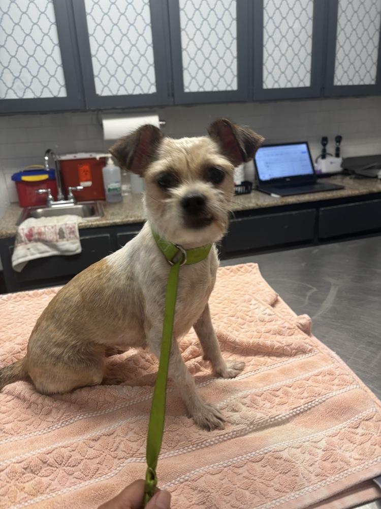 Helen, a Adoptable mixed breed in Orlando, FL image 6/6