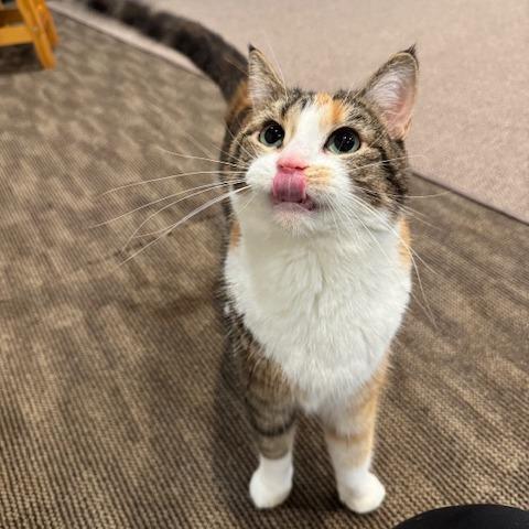 Daisy Jane, Adoptable, Adult Female Domestic Short Hair.