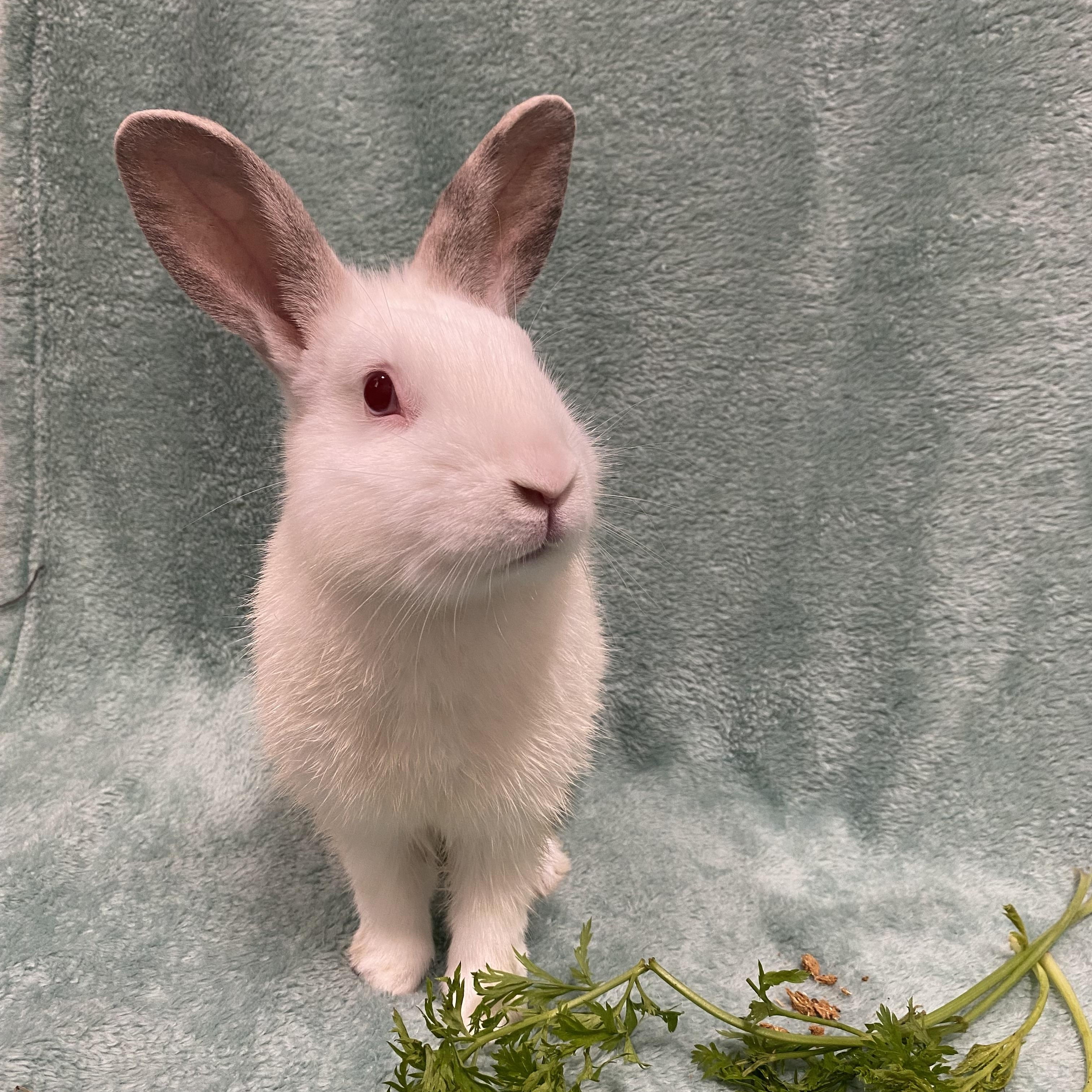 Enlarge Avalon, a Adoptable mixed breed in Livermore, CA image 1/3