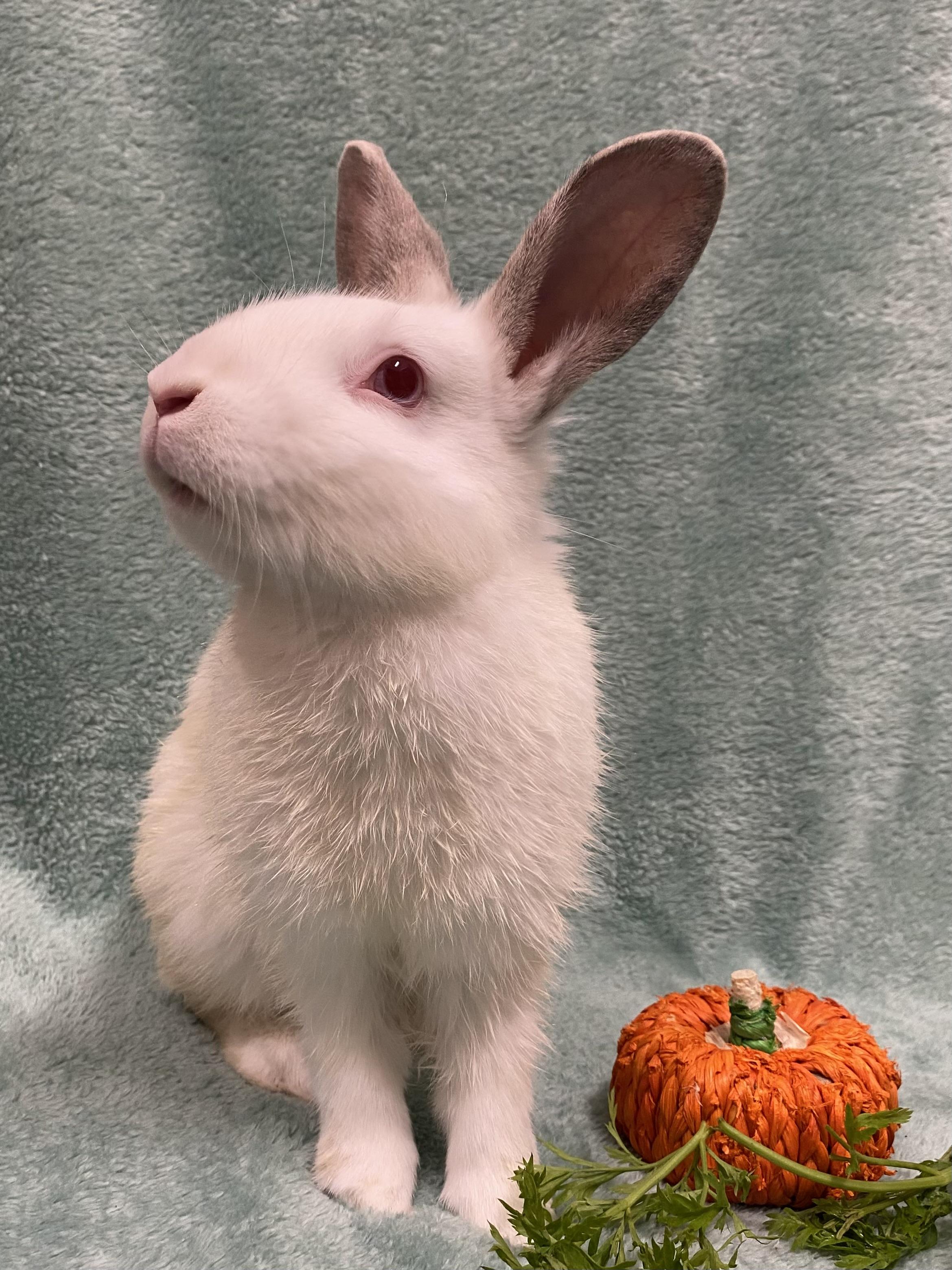 Enlarge Avalon, a Adoptable mixed breed in Livermore, CA image 2/3