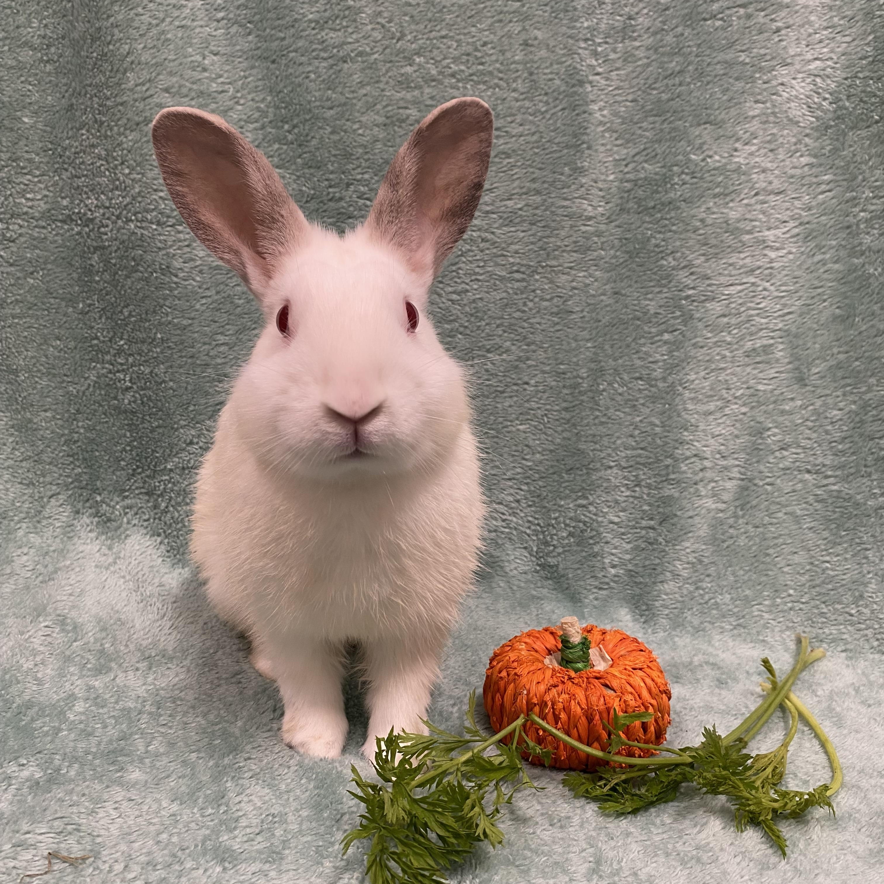 Enlarge Avalon, a Adoptable mixed breed in Livermore, CA image 3/3