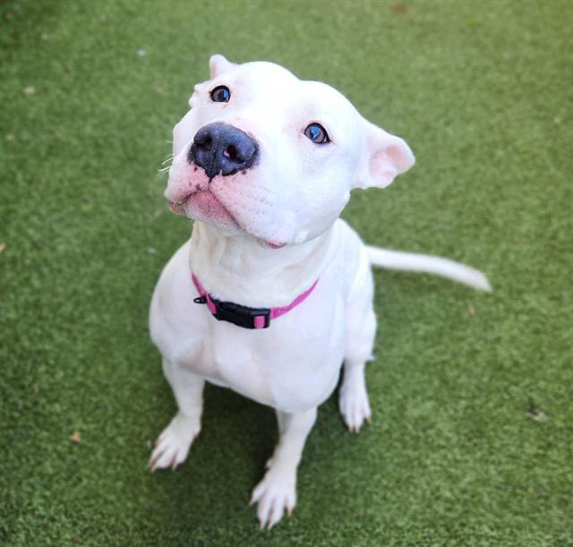 BUNNY, Adoptable, Adult Female Pit Bull Terrier.