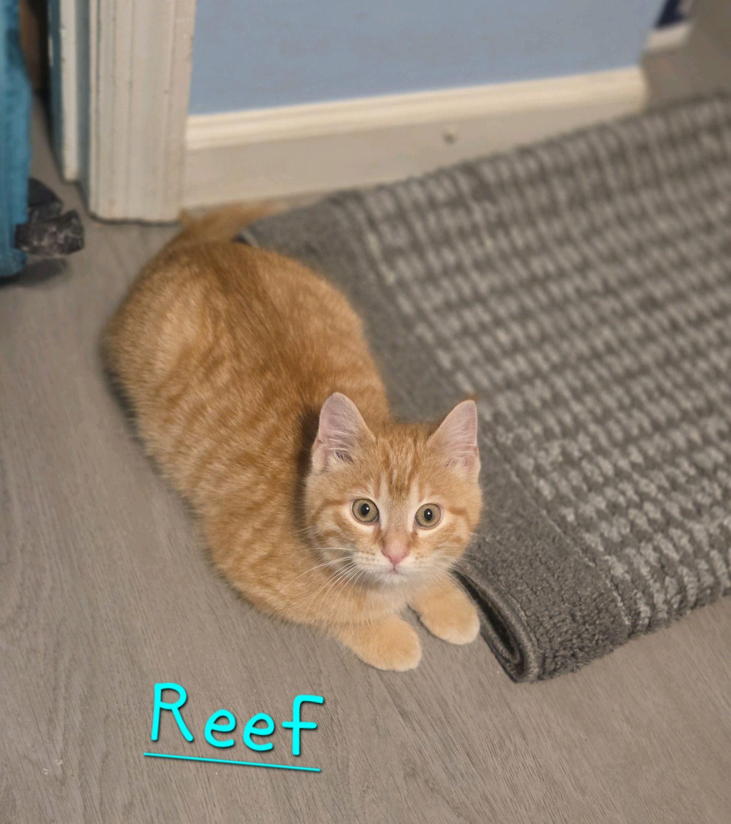 Reef, adopted, Kitten Male Domestic Short Hair.