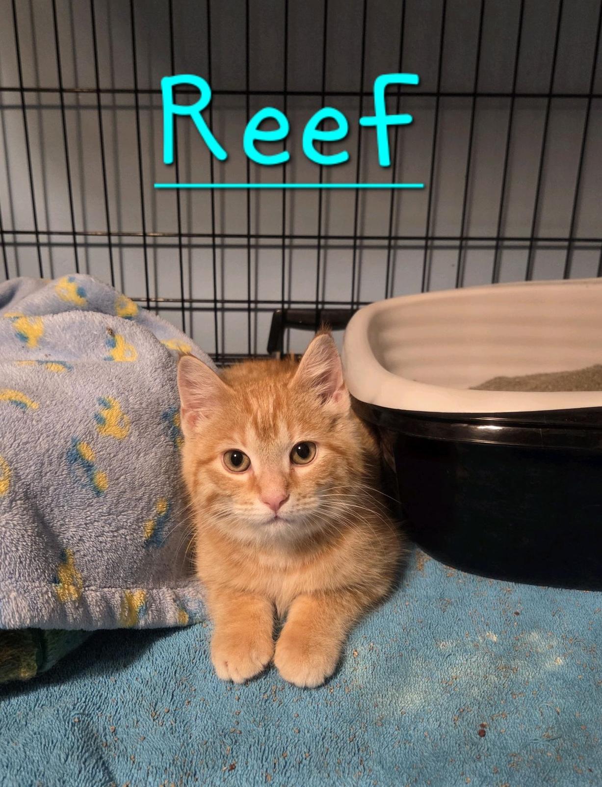 Enlarge Reef, an adopted Domestic Short Hair in Murfreesboro, TN image 2/6