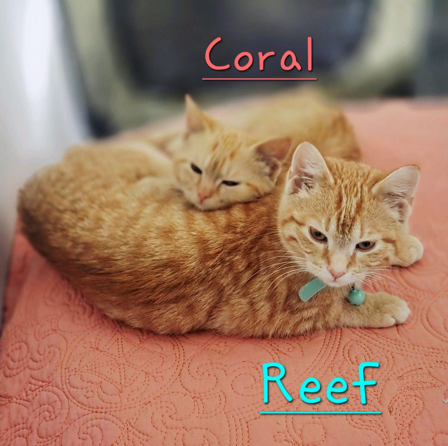 Enlarge Reef, an adopted Domestic Short Hair in Murfreesboro, TN image 6/6