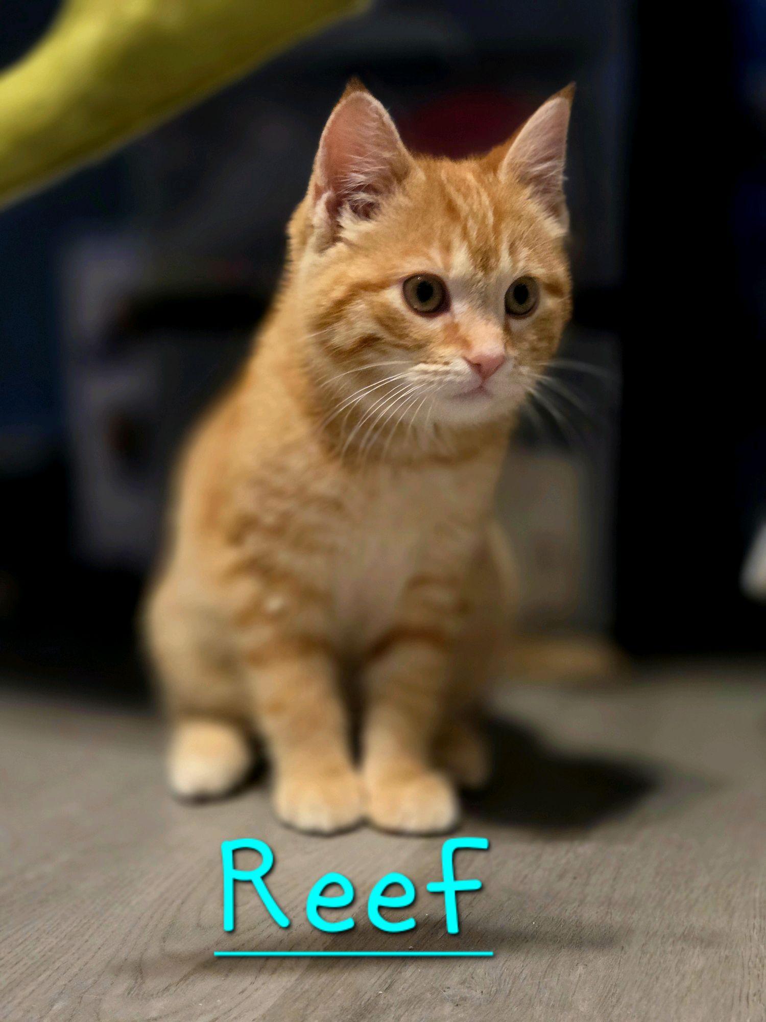 Enlarge Reef, an adopted Domestic Short Hair in Murfreesboro, TN image 4/6