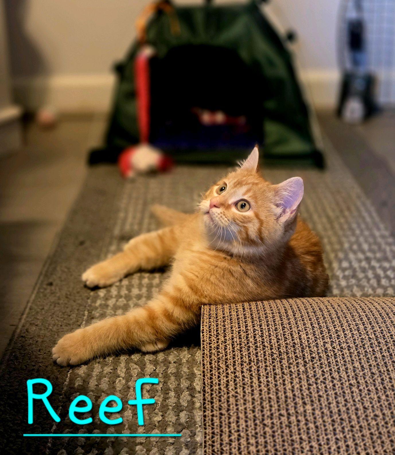 Enlarge Reef, an adopted Domestic Short Hair in Murfreesboro, TN image 3/6