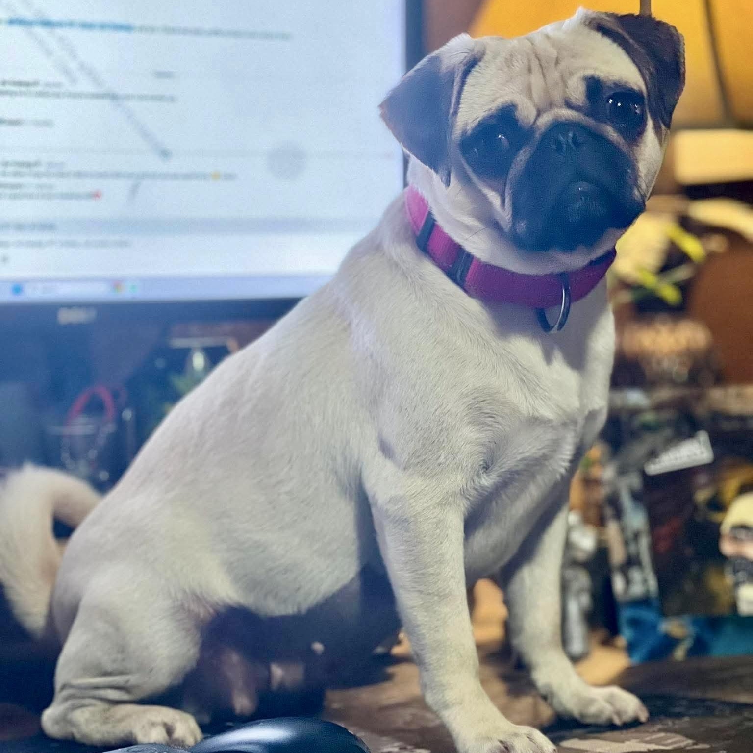 Enlarge Marie Antoinette, an adopted Pug in Baytown, TX image 6/6