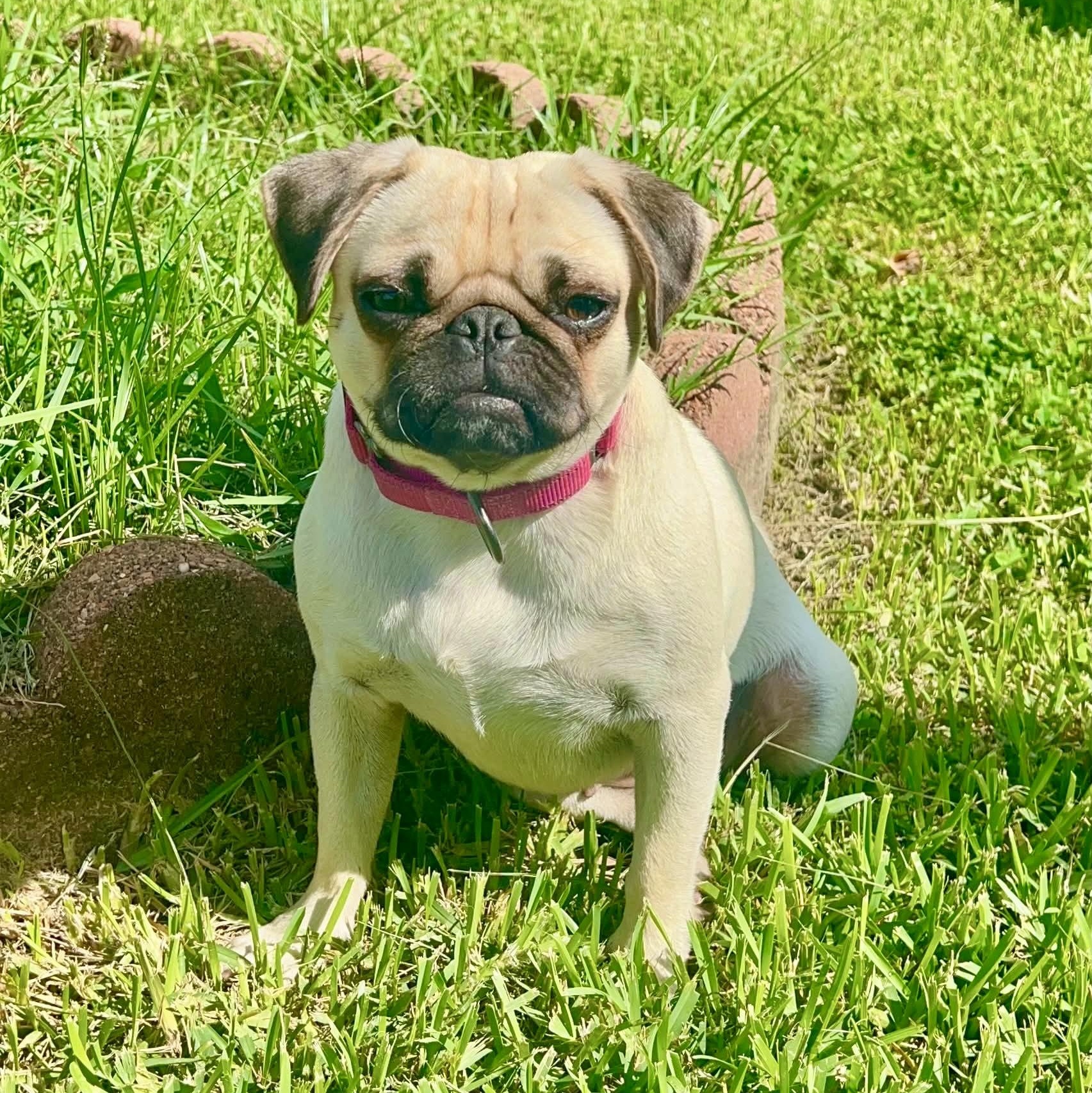 Enlarge Marie Antoinette, an adopted Pug in Baytown, TX image 2/6