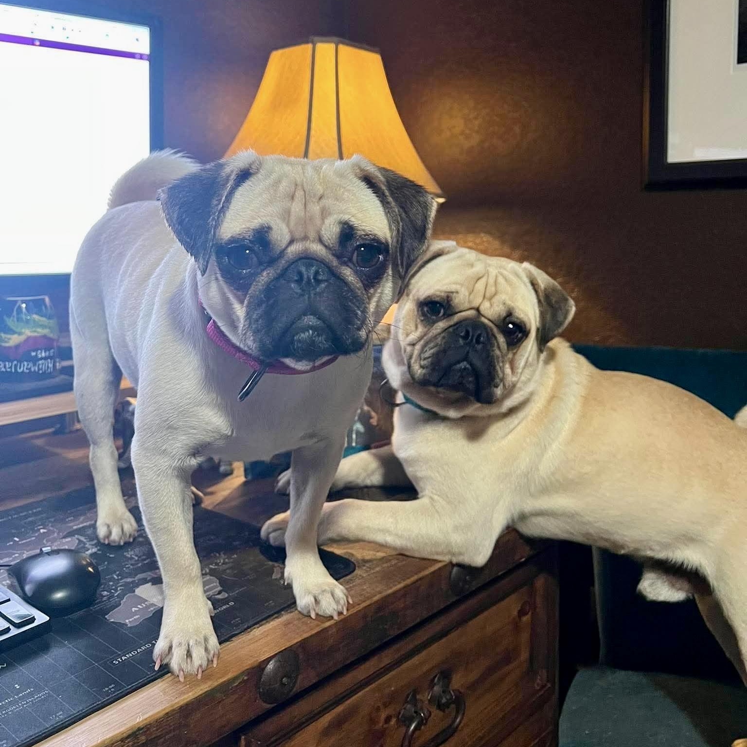 Enlarge Marie Antoinette, an adopted Pug in Baytown, TX image 5/6
