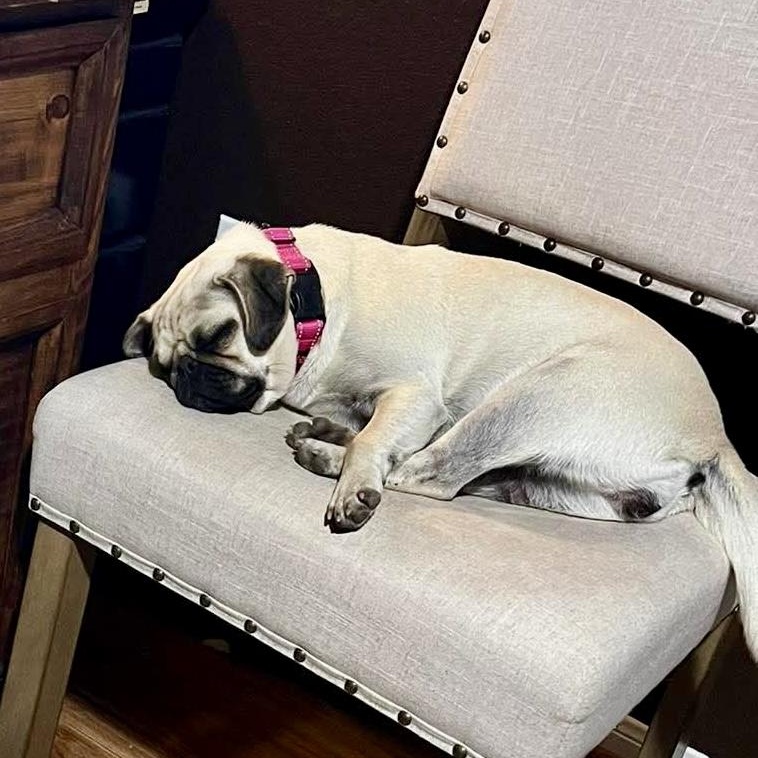 Enlarge Marie Antoinette, an adopted Pug in Baytown, TX image 4/6