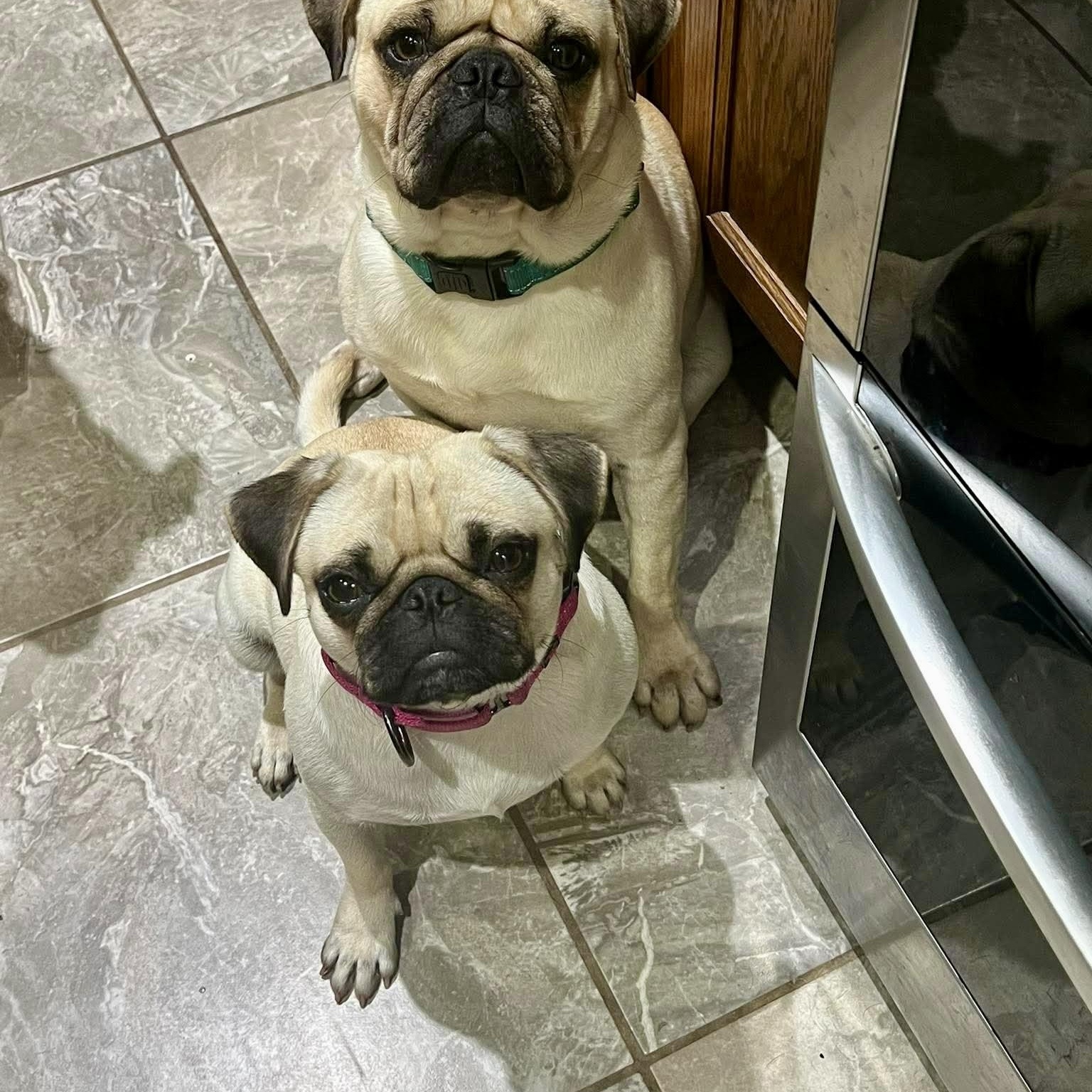 Enlarge Marie Antoinette, an adopted Pug in Baytown, TX image 3/6