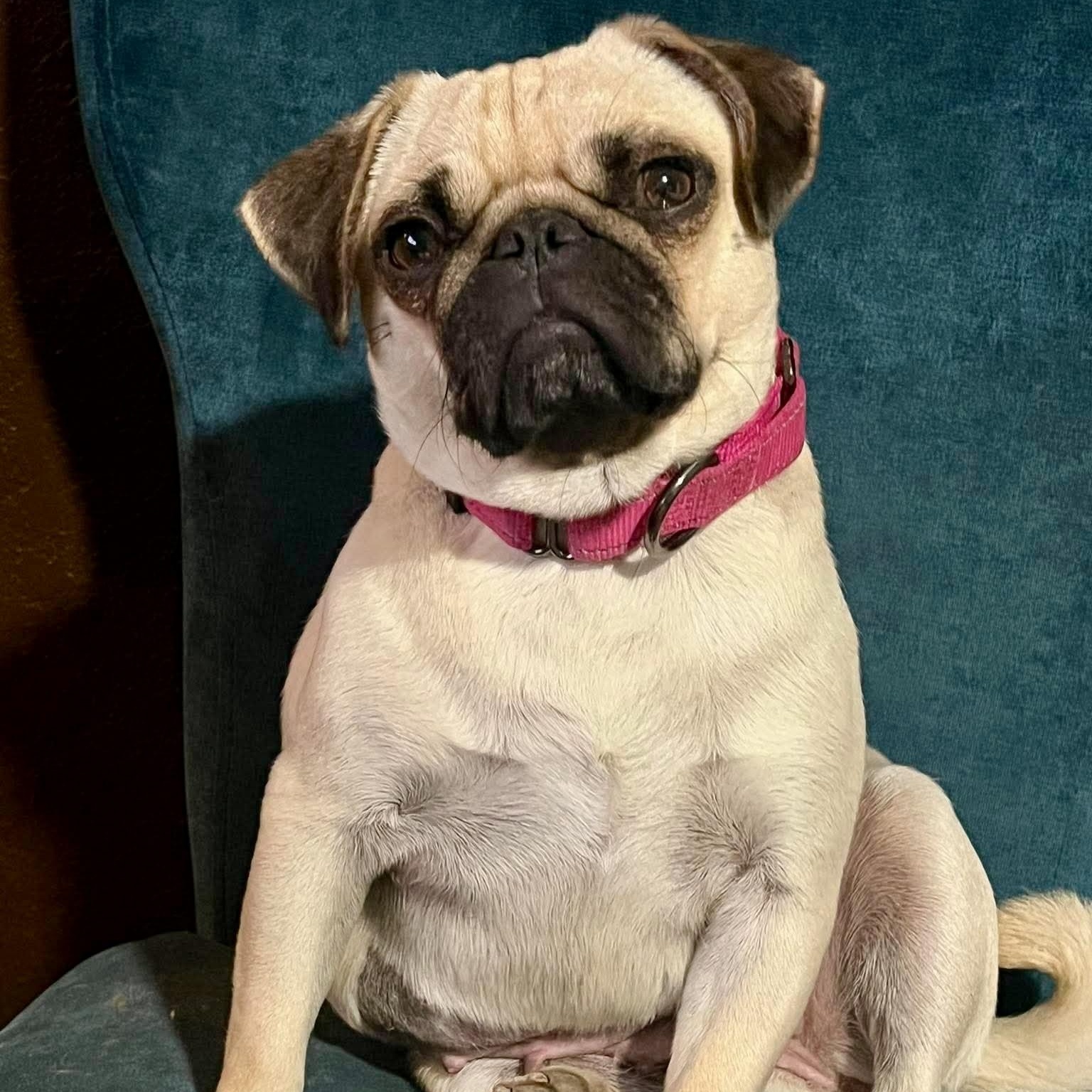 Marie Antoinette, adopted, Young Female Pug.