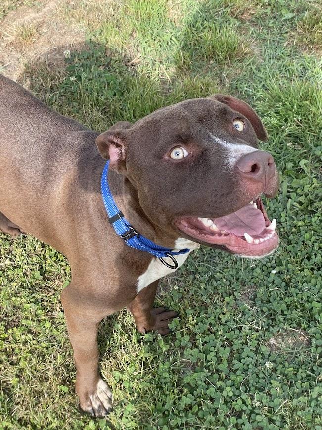 Salvador (Sal), a ADOPTABLE mixed breed in Jackson, MS image 3/5