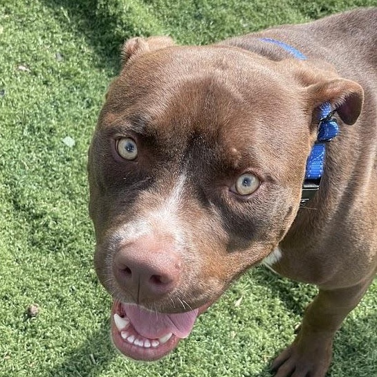 Salvador (Sal), a ADOPTABLE mixed breed in Jackson, MS image 2/5