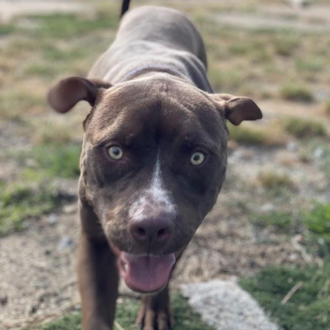 Salvador (Sal), a ADOPTABLE mixed breed in Jackson, MS image 4/5