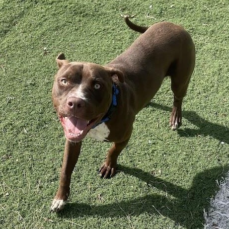 Salvador (Sal), a ADOPTABLE mixed breed in Jackson, MS image 5/5