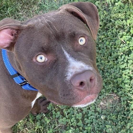 Salvador (Sal), a ADOPTABLE mixed breed in Jackson, MS image 1/5