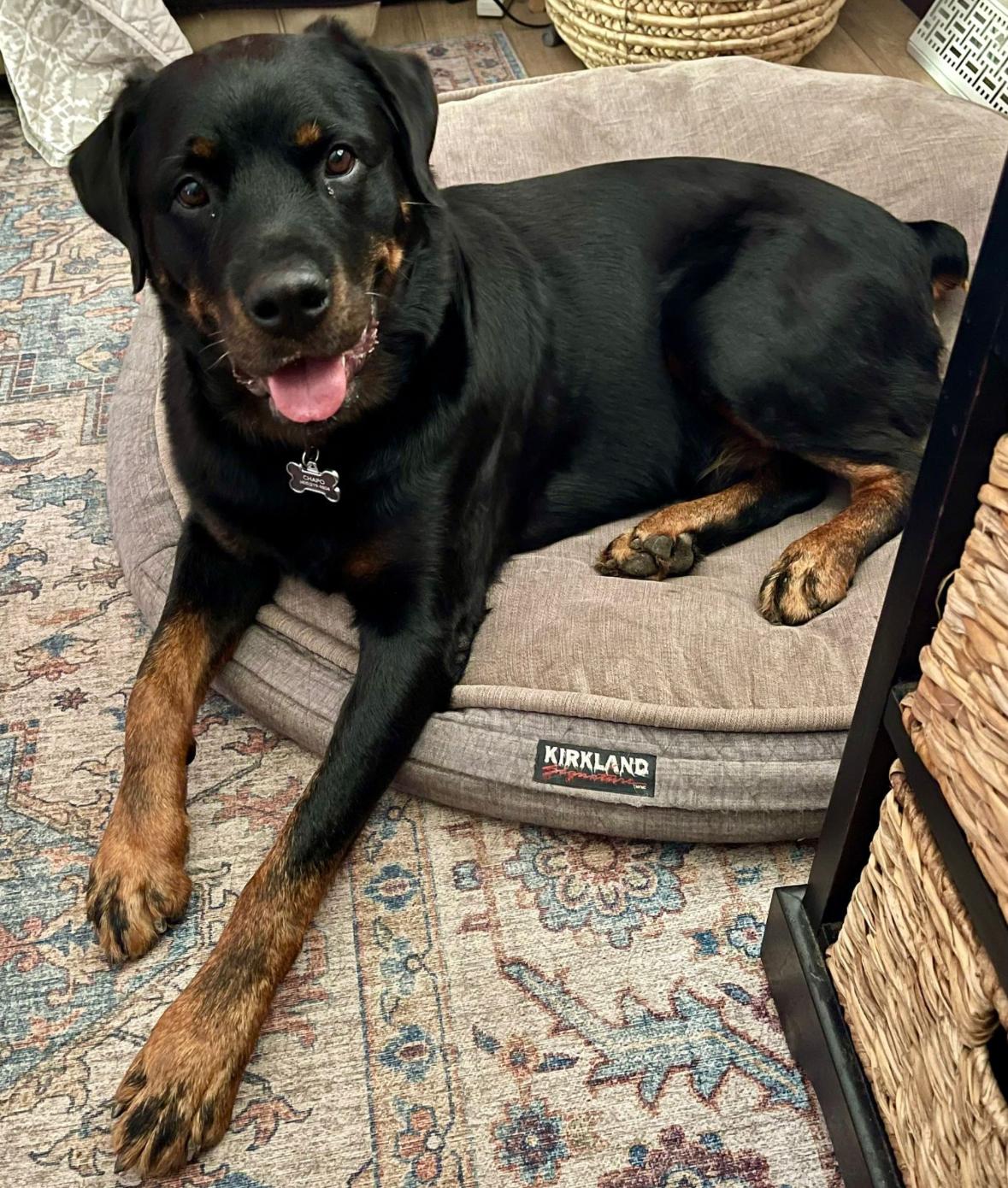 Chapo, Adoptable, Adult Male Rottweiler.
