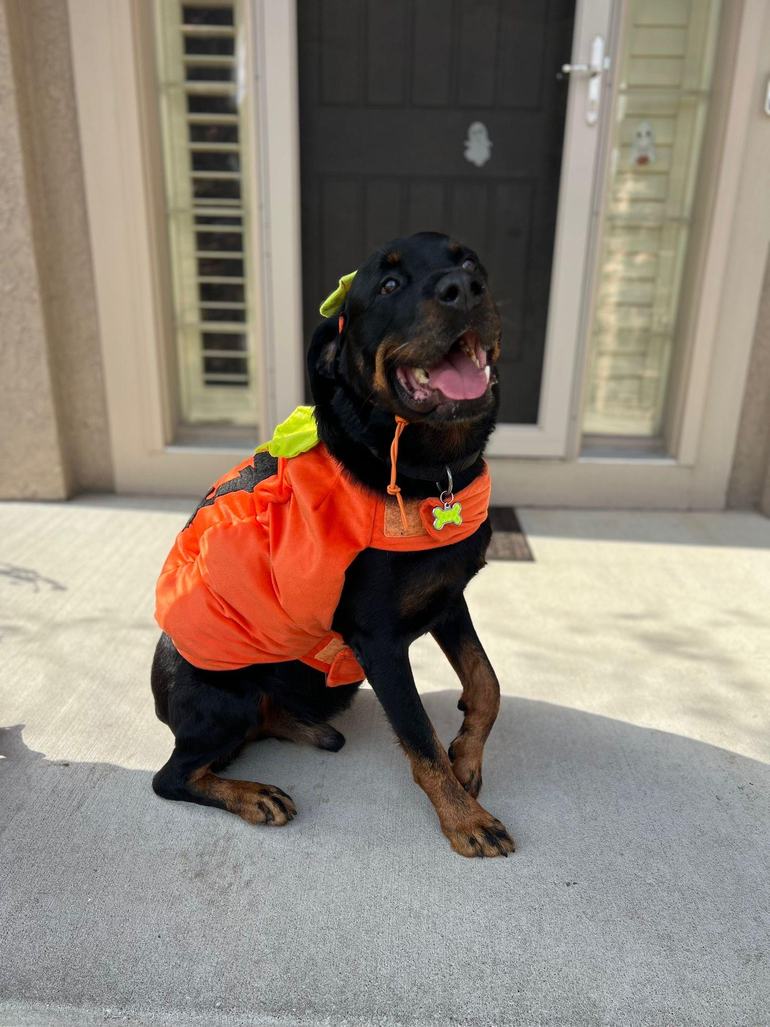 Enlarge Chapo, a Adoptable Rottweiler in Lincoln, NE image 2/6