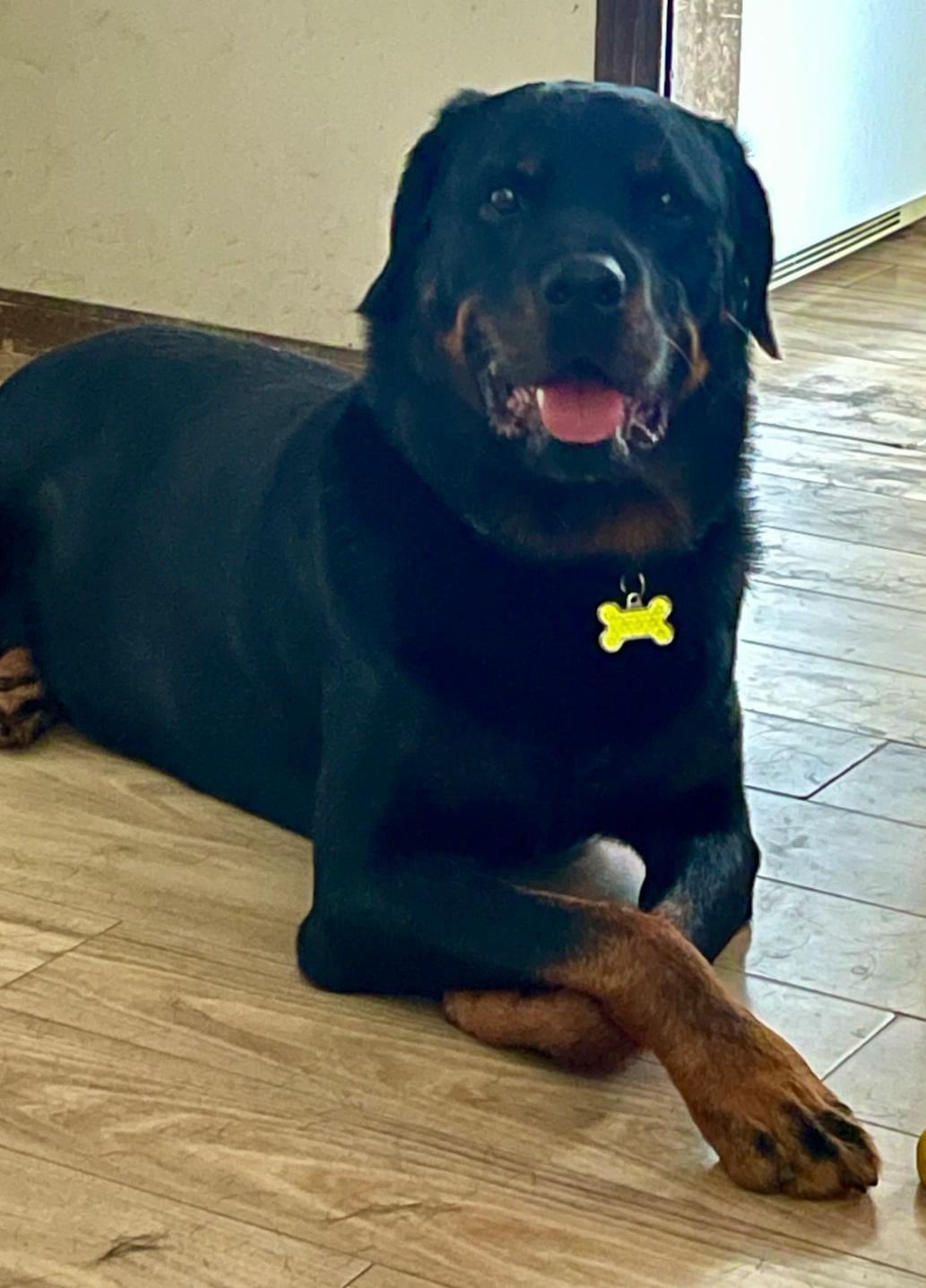 Enlarge Chapo, a Adoptable Rottweiler in Lincoln, NE image 4/6