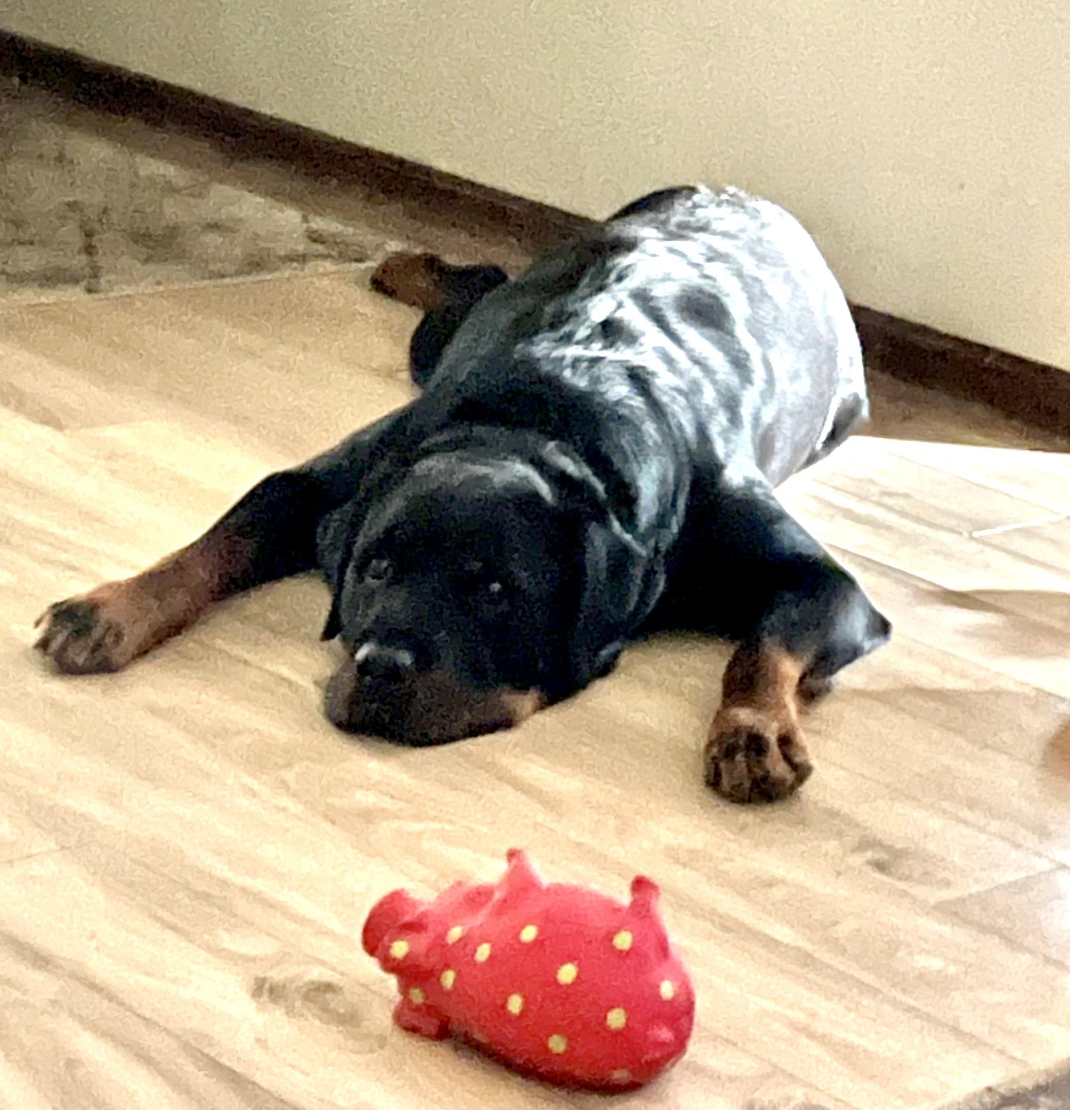 Enlarge Chapo, a Adoptable Rottweiler in Lincoln, NE image 5/6