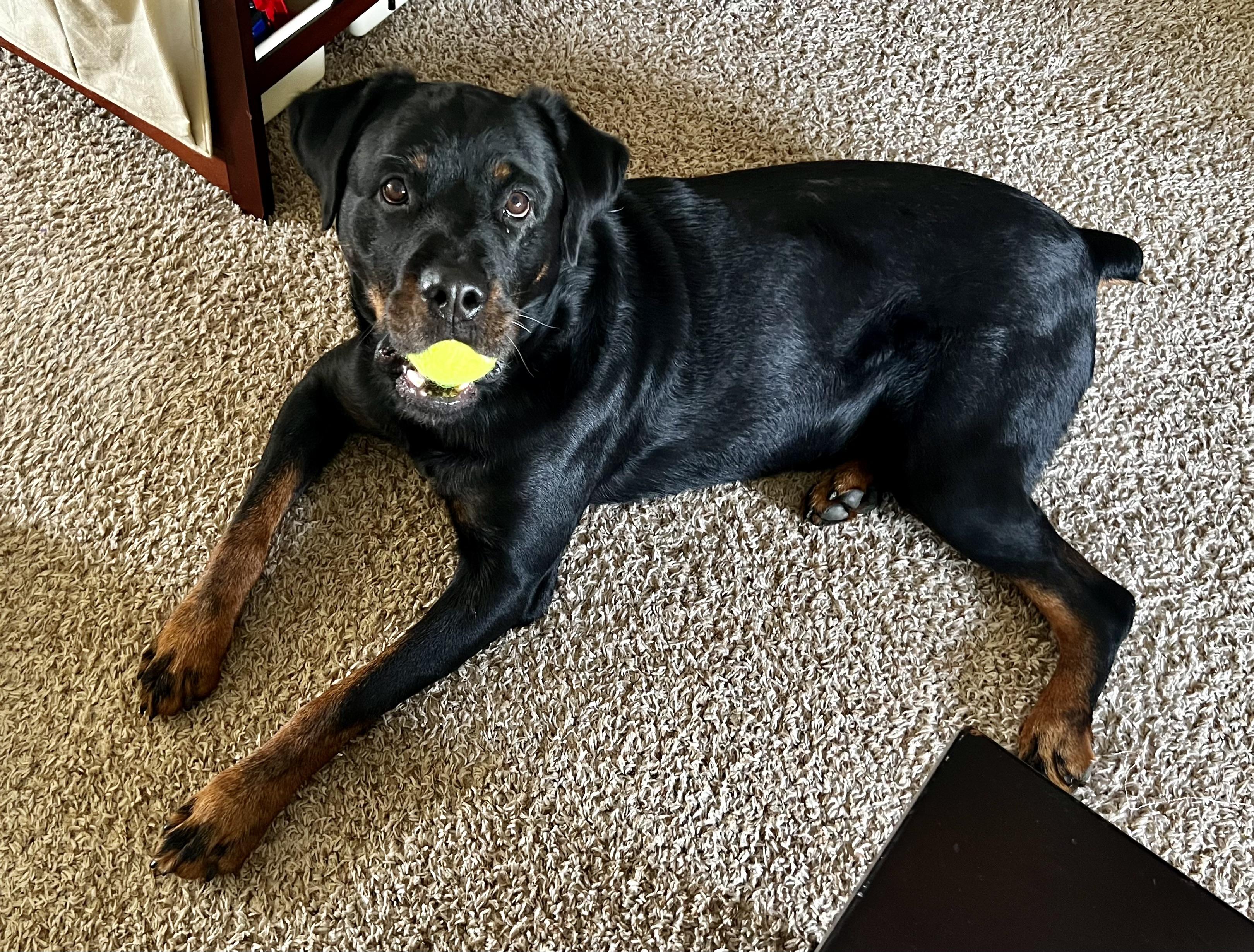 Enlarge Chapo, a Adoptable Rottweiler in Lincoln, NE image 6/6