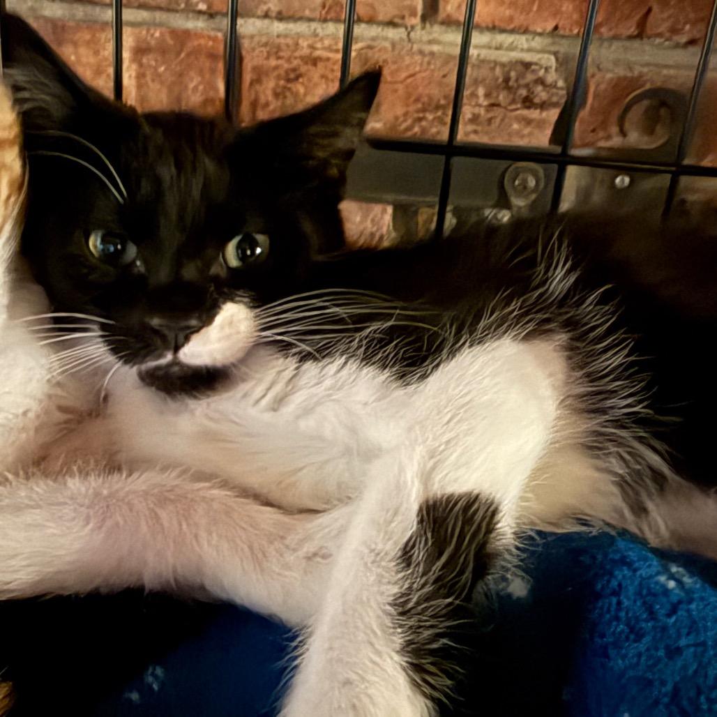 Enlarge Oreo, a Adoptable Domestic Short Hair in Danbury, CT image 1/3