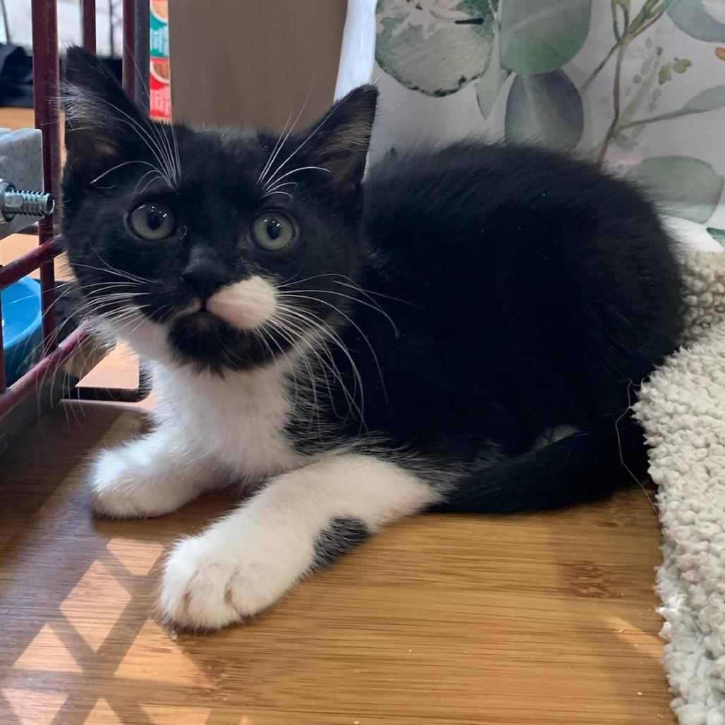 Enlarge Oreo, a Adoptable Domestic Short Hair in Danbury, CT image 2/3