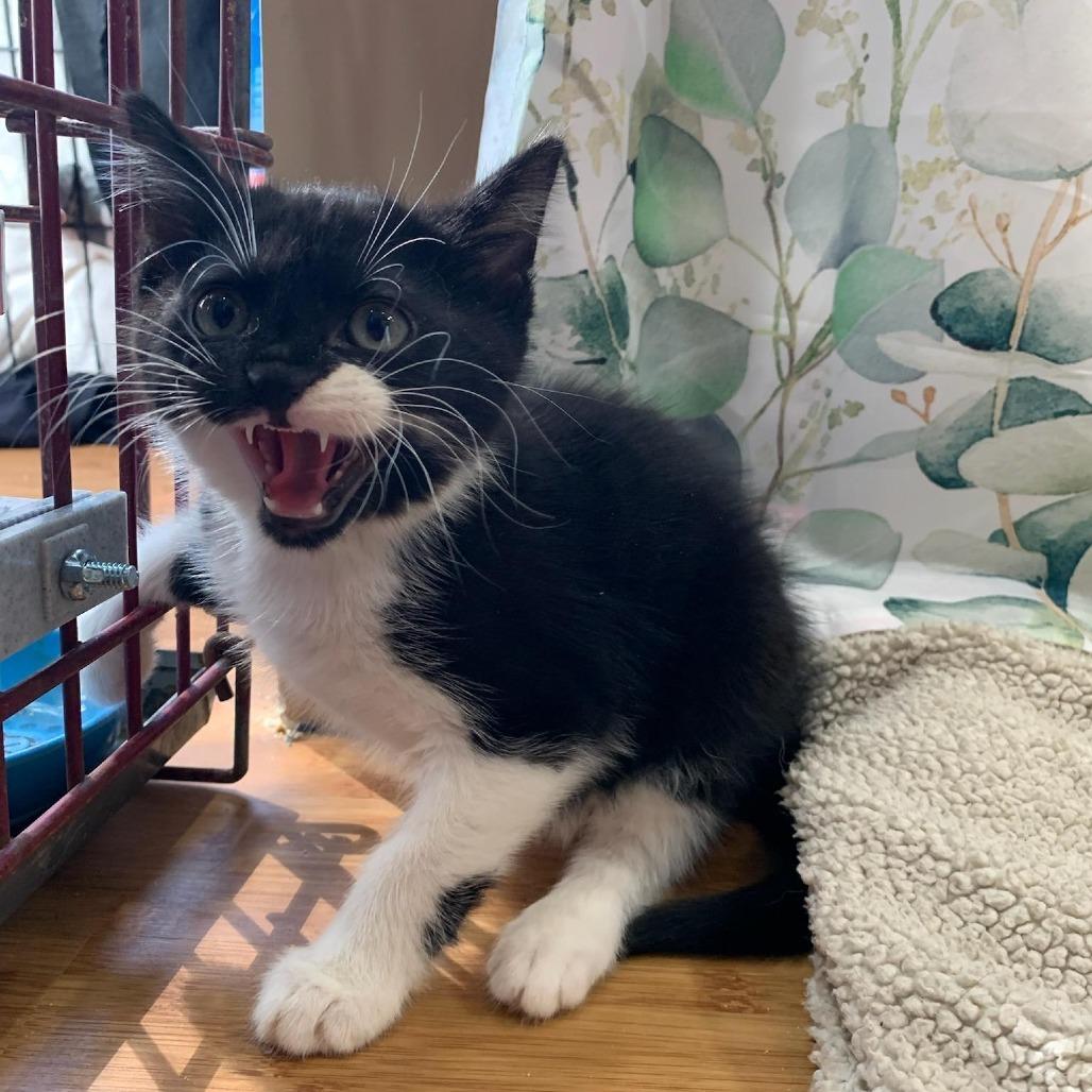 Enlarge Oreo, a Adoptable Domestic Short Hair in Danbury, CT image 3/3