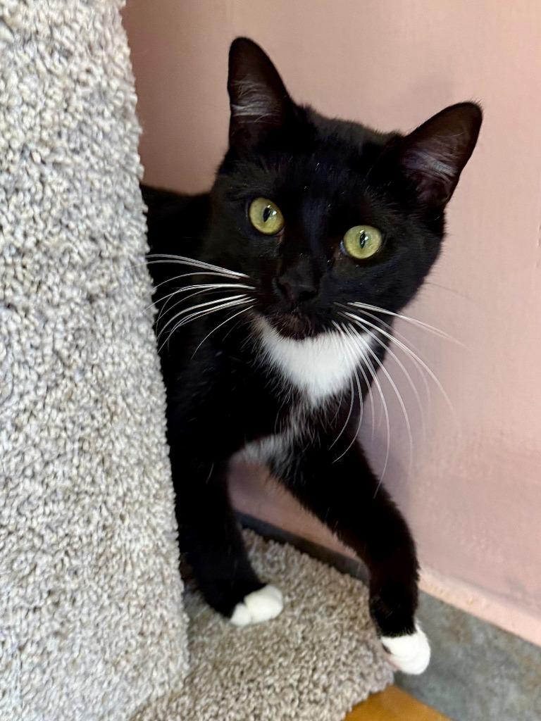 Tuck, Adoptable, Young Male Domestic Short Hair.