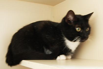 Enlarge Tuck, a Adoptable mixed breed in Lunenburg, MA image 3/3