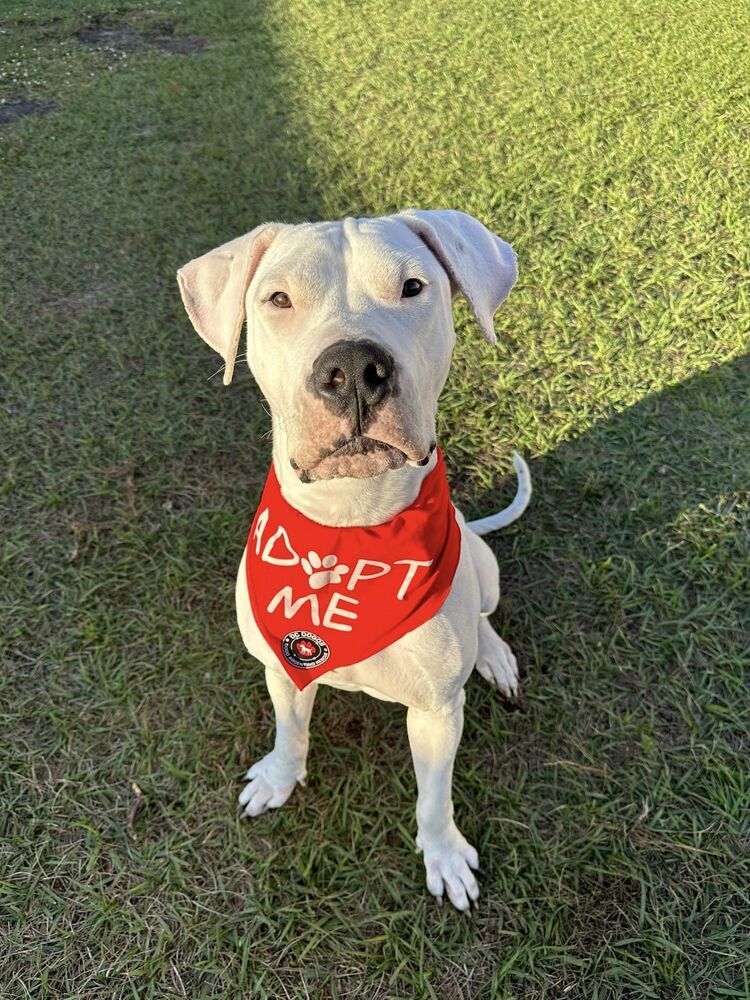 Tess, Young Female Dogo Argentino