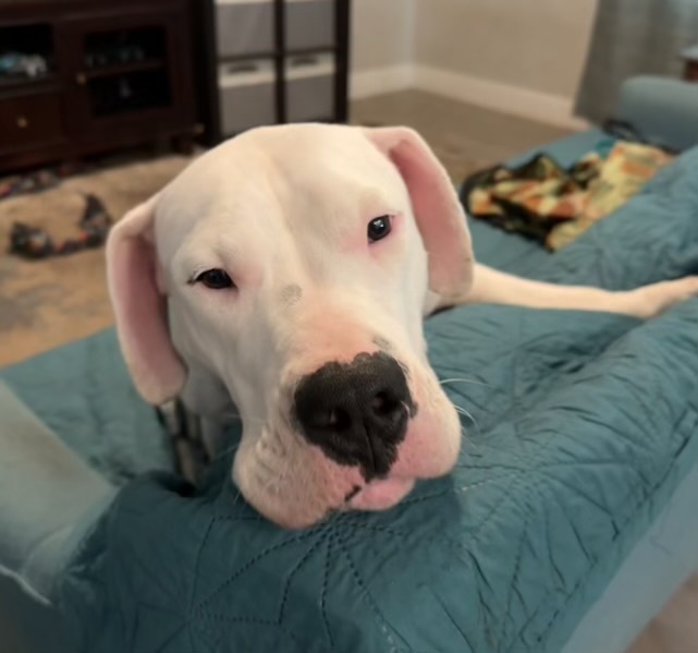 Tess, a Adoptable Dogo Argentino in Tampa, FL image 2/4