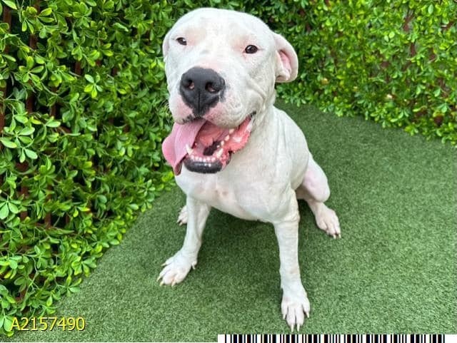 Tess, a Adoptable Dogo Argentino in Tampa, FL image 4/4