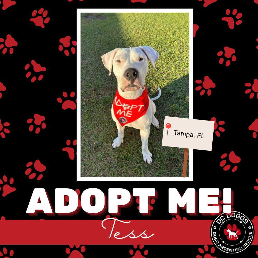 Enlarge Tess, a Adoptable Dogo Argentino in Tampa, FL image 1/2