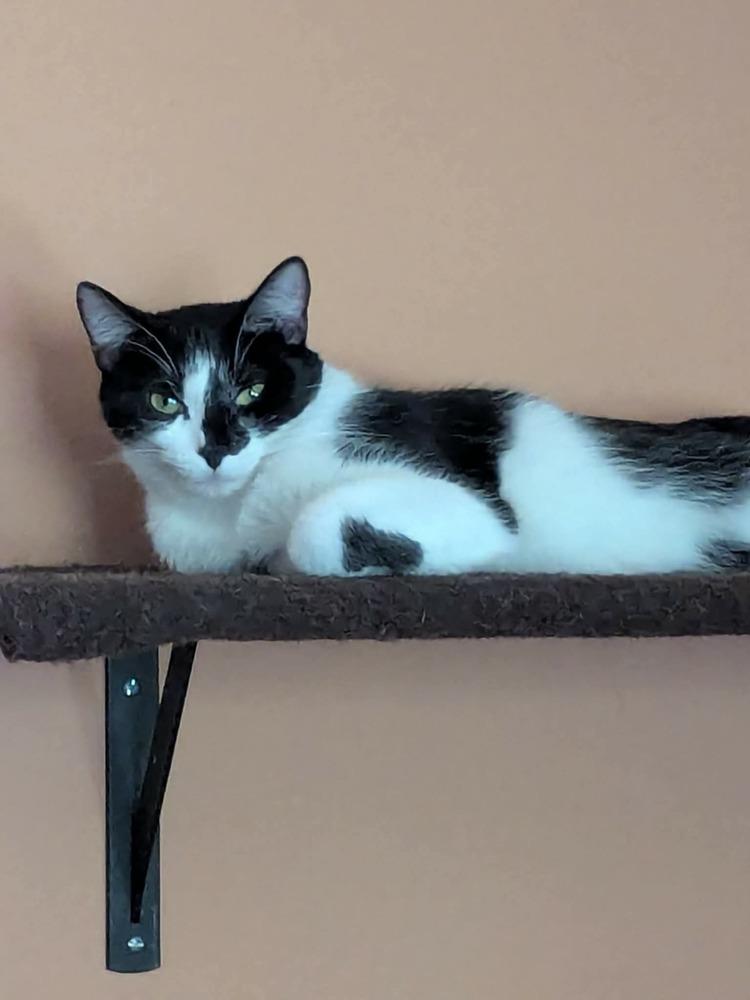 Enlarge Trinidad, a Adoptable mixed breed in Poplar Grove, IL image 1/2