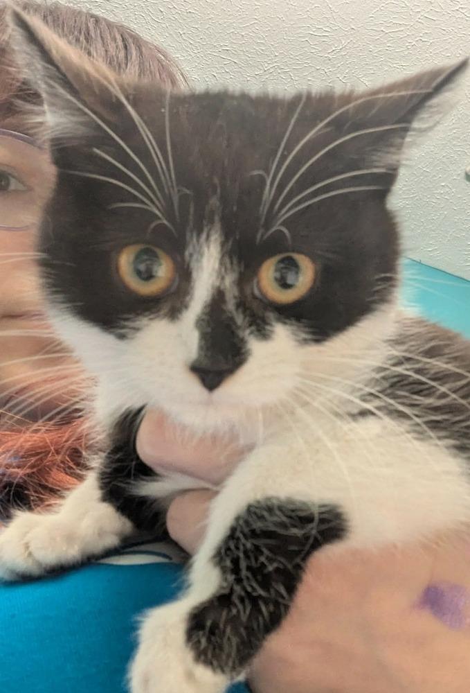 Trinidad, Adoptable, Kitten Female Domestic Short Hair.